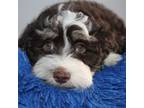 Havanese Puppy for sale in Delta, CO, USA