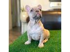 French Bulldog Puppy for sale in Livingston, CA, USA