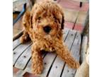 Poodle (Toy) Puppy for sale in Jensen, UT, USA