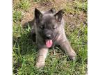 Norwegian Elkhound Puppy for sale in Wetmore, CO, USA