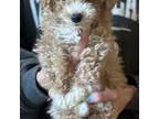 Poodle (Toy) Puppy for sale in Titusville, FL, USA