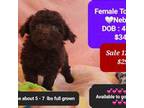 Poodle (Toy) Puppy for sale in Tucson, AZ, USA