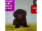 Poodle (Toy) Puppy for sale in Tucson, AZ, USA