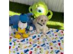 Poodle (Toy) Puppy for sale in Lehigh Acres, FL, USA