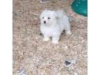 Maltese Puppy for sale in Spotsylvania, VA, USA