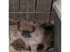 Pomeranian Puppy for sale in Spotsylvania, VA, USA