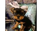 Yorkshire Terrier Puppy for sale in Mountain Home, TX, USA