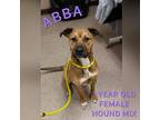 Abba Hound (Unknown Type) Adult Female