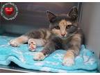 Gloria Domestic Shorthair Young Female