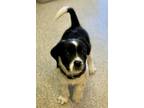 Frito Border Collie Puppy Male