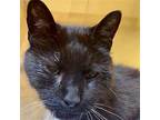 Keanu Domestic Shorthair Senior Male