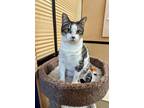 Jennifer Pawrence Domestic Shorthair Adult Female