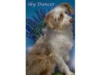 Sky Dancer (D23-217) Australian Shepherd Adult Female