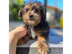 Yorkiepoo b2