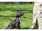 Augustus American Pit Bull Terrier Puppy Male