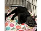 Belle Domestic Shorthair Adult Female