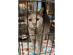 Hogan Domestic Shorthair Adult Male