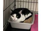 Checkers Domestic Shorthair Adult Female