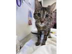 Eve Domestic Shorthair Adult Female