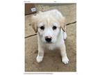 Strike Great Pyrenees Puppy Male