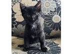 Hiccup Domestic Shorthair Kitten Male