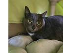 Squirtle Domestic Shorthair Adult Female