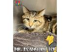 Mr. Peanut Butter Domestic Shorthair Adult Female