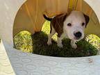 Ember American Pit Bull Terrier Puppy Male