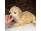 Mutt Puppy for sale in Gadsden, AL, USA