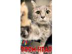 Doom-Head Domestic Shorthair Adult Female