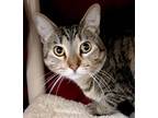 Juliet (Rue) Domestic Shorthair Adult Female