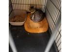 Cookie Domestic Shorthair Adult Female