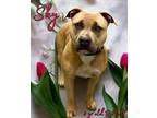 Sky American Pit Bull Terrier Adult Female