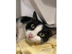 Mother Nature Domestic Shorthair Adult Female