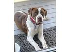 Rocco American Bulldog Adult Male