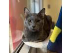 Ethan Domestic Shorthair Adult Male