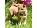 Shiba Inu Puppy for sale in Three Rivers, MI, USA