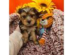 Yorkshire Terrier Puppy for sale in Pinewood, SC, USA