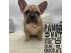 French Bulldog Puppy for sale in Tomball, TX, USA