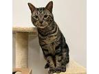 Dale Domestic Shorthair Adult Male