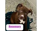 Rosemary Labrador Retriever Puppy Female