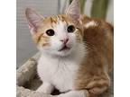 Jingle Domestic Shorthair Kitten Male