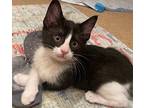 Cousin Itt Domestic Shorthair Young Male