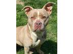 Rory American Pit Bull Terrier Adult Female