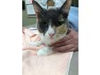 Clementine Domestic Shorthair Adult Female