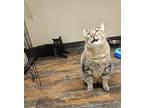 Allen & Ollie Domestic Shorthair Adult Male