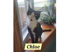 Chloe Domestic Shorthair Young Female