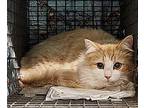 Creamsicle Domestic Longhair Young Female