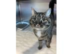 Prince Domestic Shorthair Adult Male