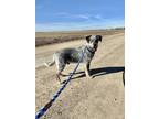 Warren Australian Cattle Dog Puppy Male